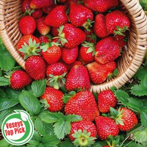 Albion Strawberry